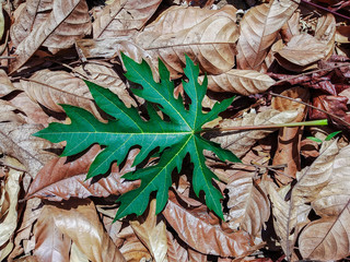 this is papaya leaves on the dry leaves.