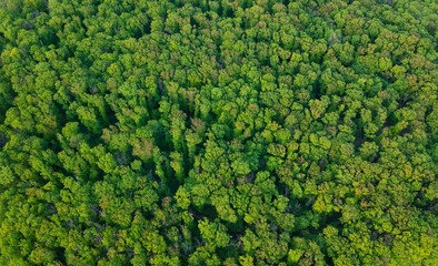 aerial view of oak forest, green texture