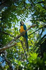 Arara-canind&eacute; (Ara ararauna) is an emblematic bird species from Brazil and important for many indigenous communities. Amazonas, Brazil