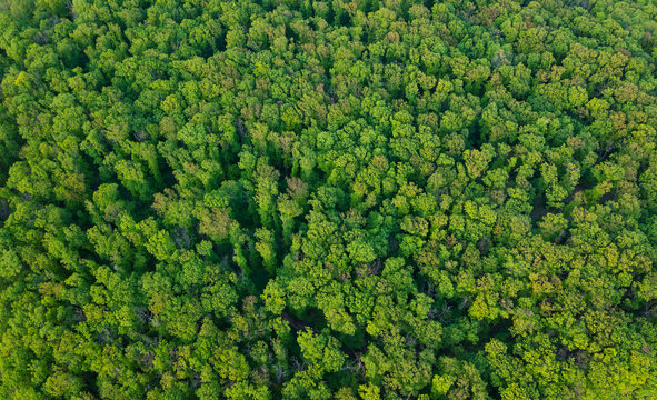 Aerial View Of Oak Forest, Green Texture