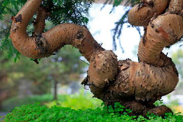 A spiral curving trunk