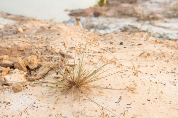 Small grass