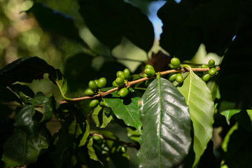 Coffee plant with young green coffee fruits in sunlight.