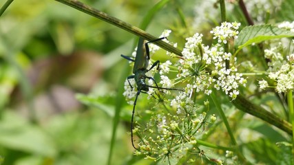  Beetle on a white flower eats nectar.