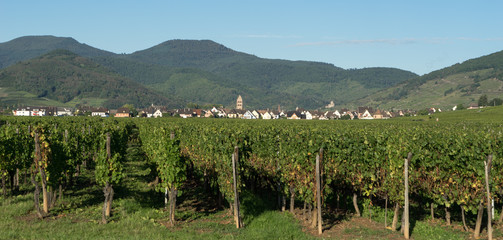 Fototapeta na wymiar View over a vineyard towards Eguisheim in Haut-Rhin Alsace France