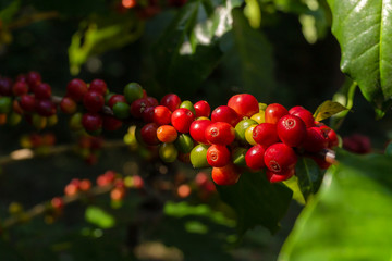 Branch of coffee tree fresh red coffee bean organic in a farm.