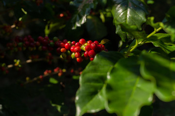 Branch of coffee tree fresh red coffee bean organic in a farm.