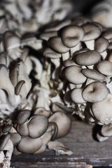 Fresh oyster mushrooms on wooden background macro