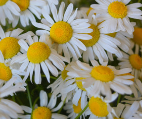 Fototapeta premium Wild camomile flowers close-up. Natural floral background