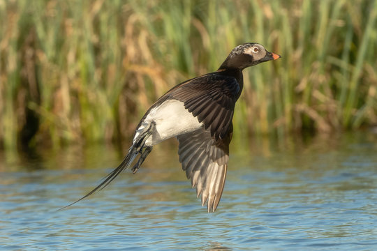 Flying duck