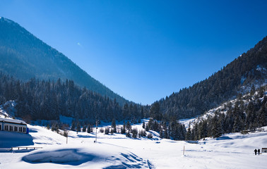 Fototapeta na wymiar hill pine trees covered with snow