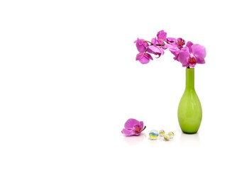 Beautiful orchid isolated on a white background