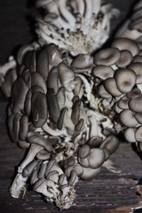 Fresh oyster mushrooms on wooden background macro