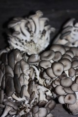 Fresh oyster mushrooms on wooden background macro