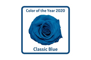 Blue rose head isolated on white. Colorful rose flower head fully open blooming. Top view. Garden flowers. Banner with color of the year 2020