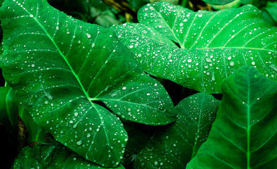 Closeup nature view of green leaf on dark greenery background in garden with copy space using as background natural green plants landscape, ecology, fresh wallpaper concept, slective focus .