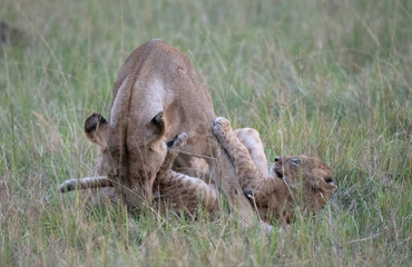 lioness and cub playing