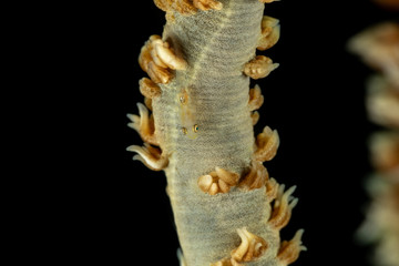 The surprising underwater world of the Indian and Pacifical Oceans