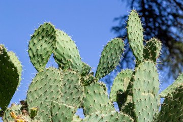 Detail of Cactus plants against a blue sky with shadows from the sun on it's needles