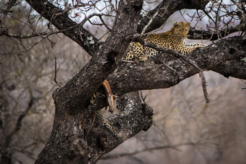 Obraz premium Leopard in tree