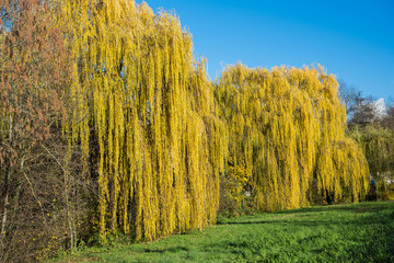 Weiden in Herbstfärbung