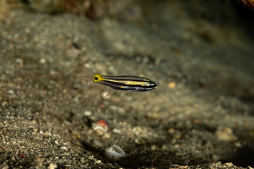 The surprising underwater world of the Indian and Pacifical Oceans