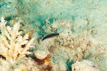 The surprising underwater world of the Indian and Pacifical Oceans