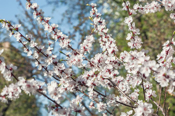 Blossoming cherry branch with white flowers on blue sky background