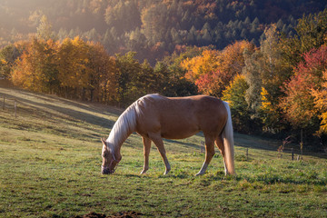Grazing horse on pasture at autumn countryside