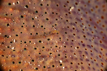 The surprising underwater world of the Indian and Pacifical Oceans