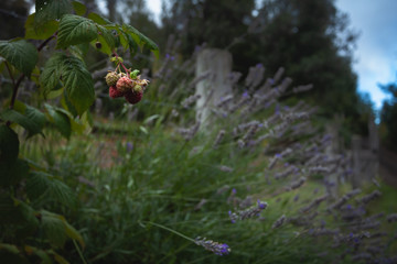 frambuesa y lavanda