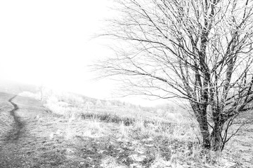 Bare Winter Tree covered with icicles on cold ground with misty background