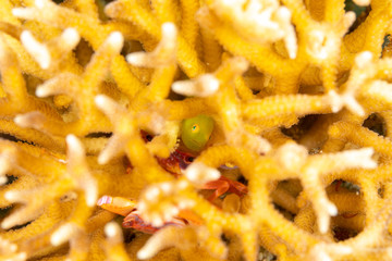 The surprising underwater world of the Indian and Pacifical Oceans