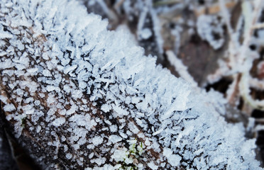 Crystals of frost on the trunk of a fallen tree in the early winter freeze, macro photography.