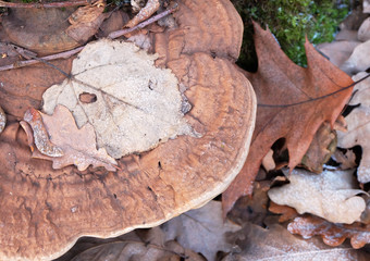 Linden and oak leaves on mushrooms Polypore during frost in the winter forest.