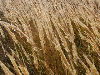 Autumn meadow in the mountain. Tall yellow grasses move in the wind.