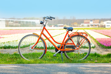 Fototapeta premium Orange bicycle next to a field of hyacinths. Dutch spring landscape