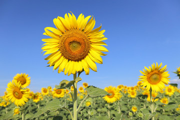 Obraz premium Beautiful sunflower blooming in the field.