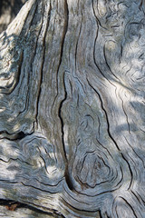 Cross section of very old tree trunk , natural background
