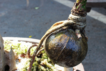 Hard shell of coconut which has roots and sprout