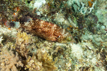 The surprising underwater world of the Indian and Pacifical Oceans