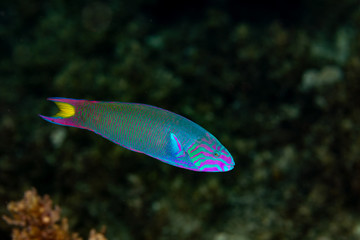 The surprising underwater world of the Indian and Pacifical Oceans