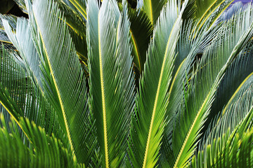 Green palm leaves as a background