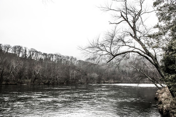 Bare Winter Trees Overlooking cold river black and white stark