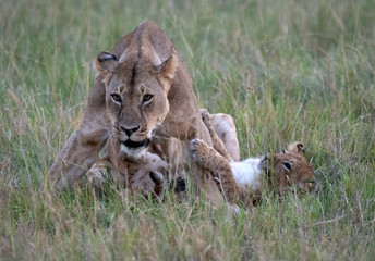 lioness and cub