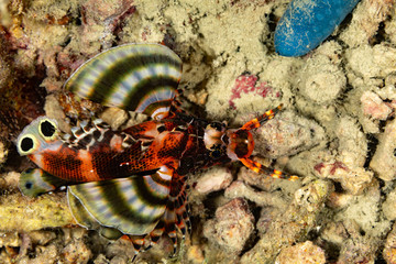 The surprising underwater world of the Indian and Pacifical Oceans
