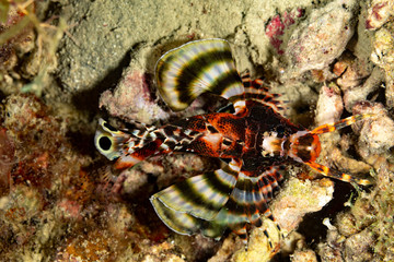 The surprising underwater world of the Indian and Pacifical Oceans