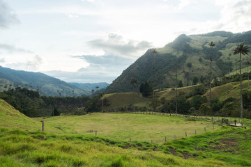 Panoramic Views of The Cocora Valley in Salento, Quind&iacute;o, Colombia.