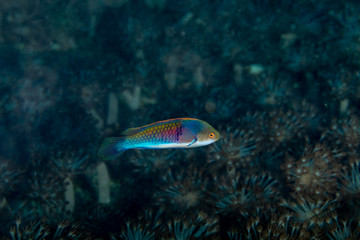 Fototapeta na wymiar The surprising underwater world of the Indian and Pacifical Oceans