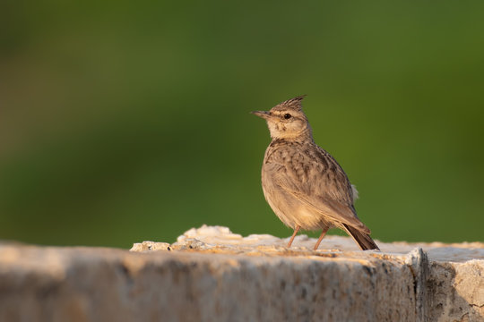Closeup of Crested Lark photographed in Kutch, Gujarat